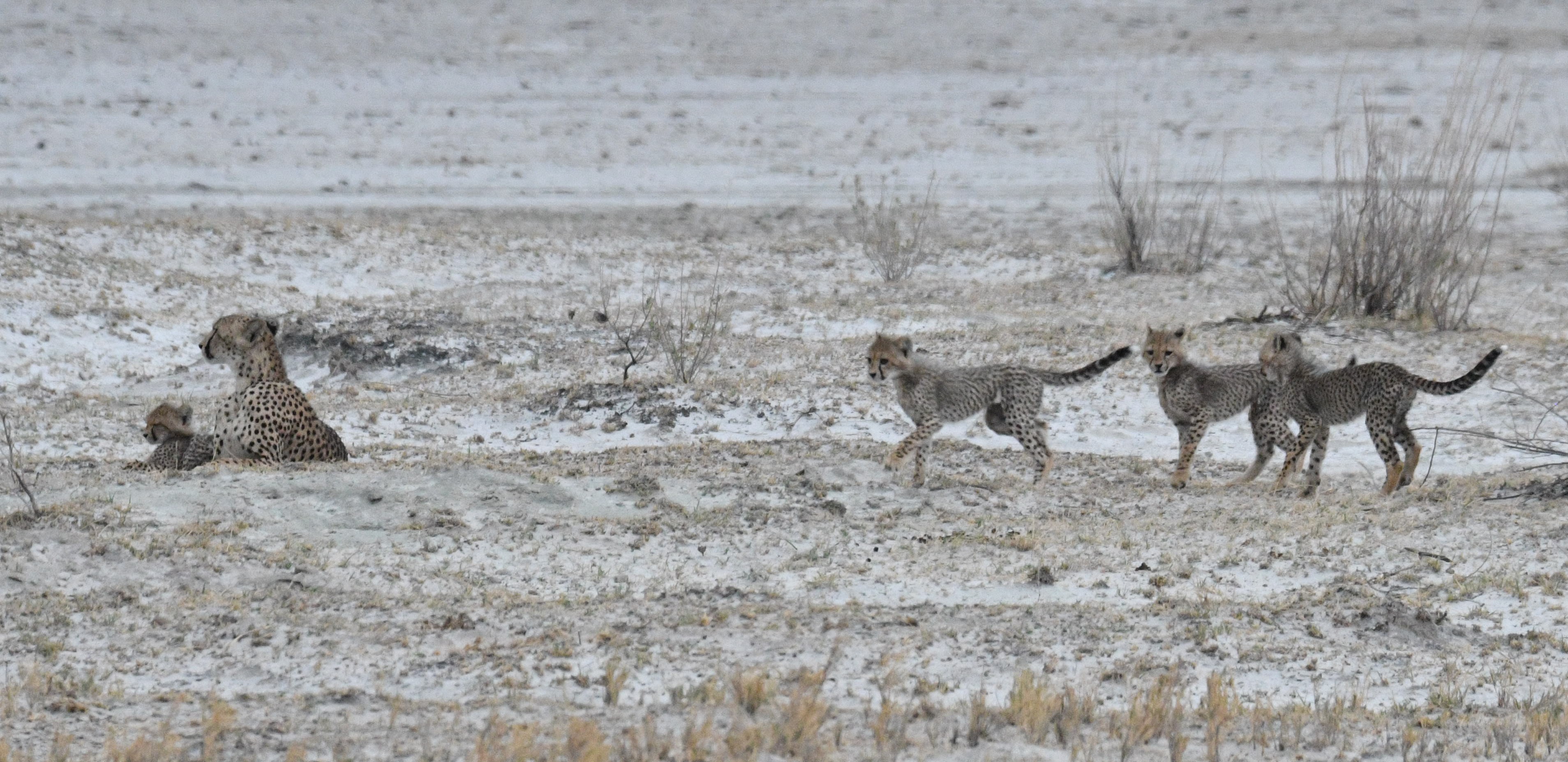 Guépard femelle (Cheetah, Acynonix jubatus) accompagnée de  ses guépardeaux, Onguma Nature Reserve, Etosha, Namibie.